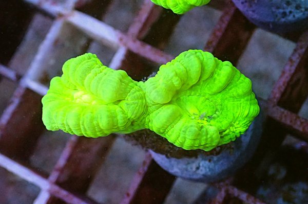 Caulastrea Furcata Neongrün 2 Polypen