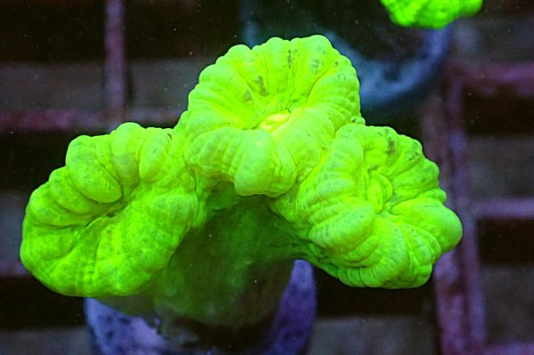 Caulastrea Furcata Neongrün 3 Polypen