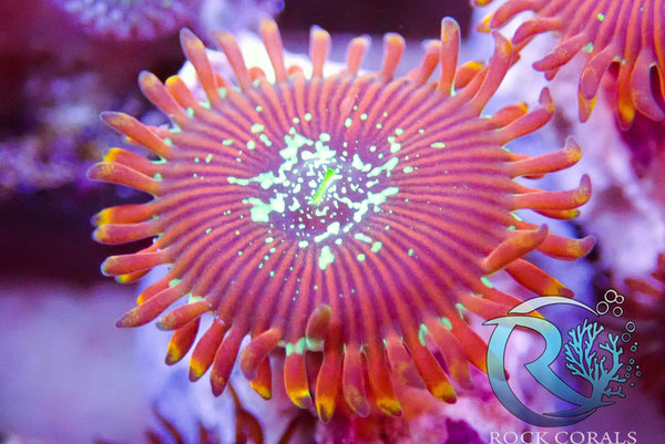 Zoanthus / Paly Red Magicians 1 Polyp