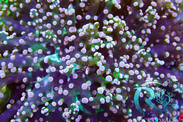 Euphyllia paradivisa purple Tips - 2 Köpfe