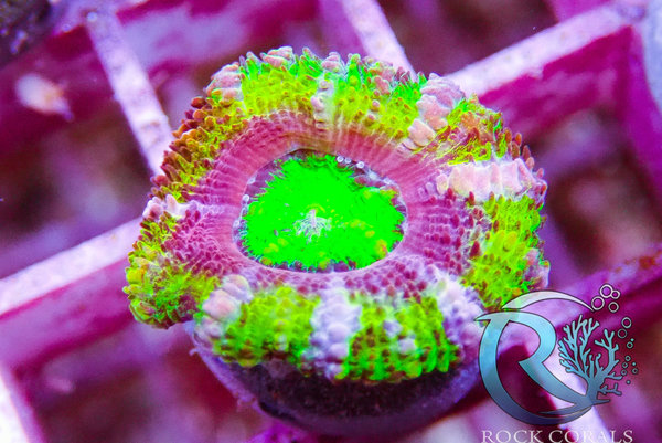 Acanthastrea Crazy Color  ultra - 1 Polyp