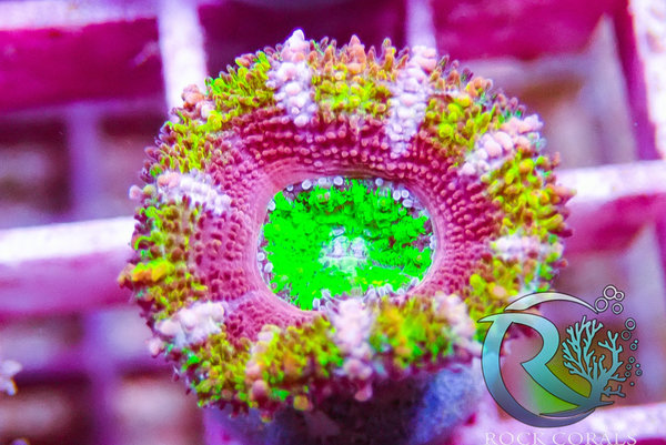 Acanthastrea Crazy Color  ultra - 1 Polyp