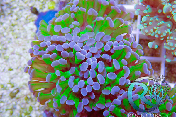 Euphyllia paraancora ultra Green - Purple Tips - 2 Köpfe