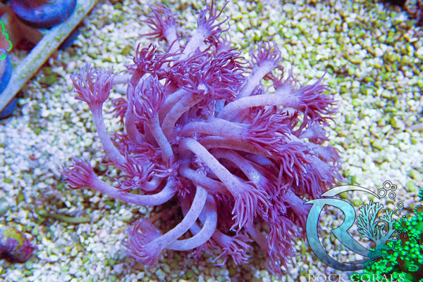 Goniopora purple - Blue lange Polypen
