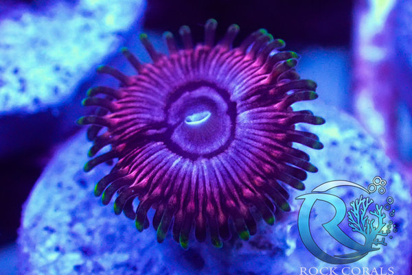 Zoanthus / Paly - purple Panther 1 Polyp