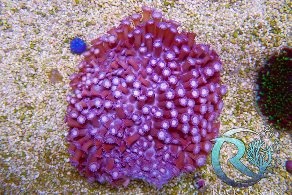 Goniopora blue - Purple XXL