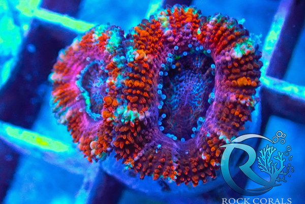 Acanthastrea lordhowensis Red Ultra